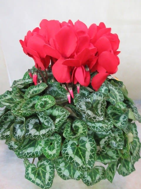 シクラメン6寸鉢を入荷致しました 御歳暮 プレゼント用 神奈川県 茅ケ崎市の花屋 さんこう生花店 のgooブログ