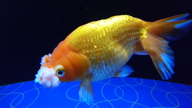 ハナフサ 少年と金魚とビートルズ