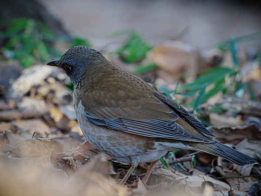 25 蟹ヶ谷公園 ４ 百舌以外の 野鳥 １ メカロクの写真日記 ４