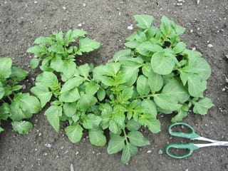 ジャガイモの芽かき 追肥 土寄せ マルチがけ 大好き 野菜の時間