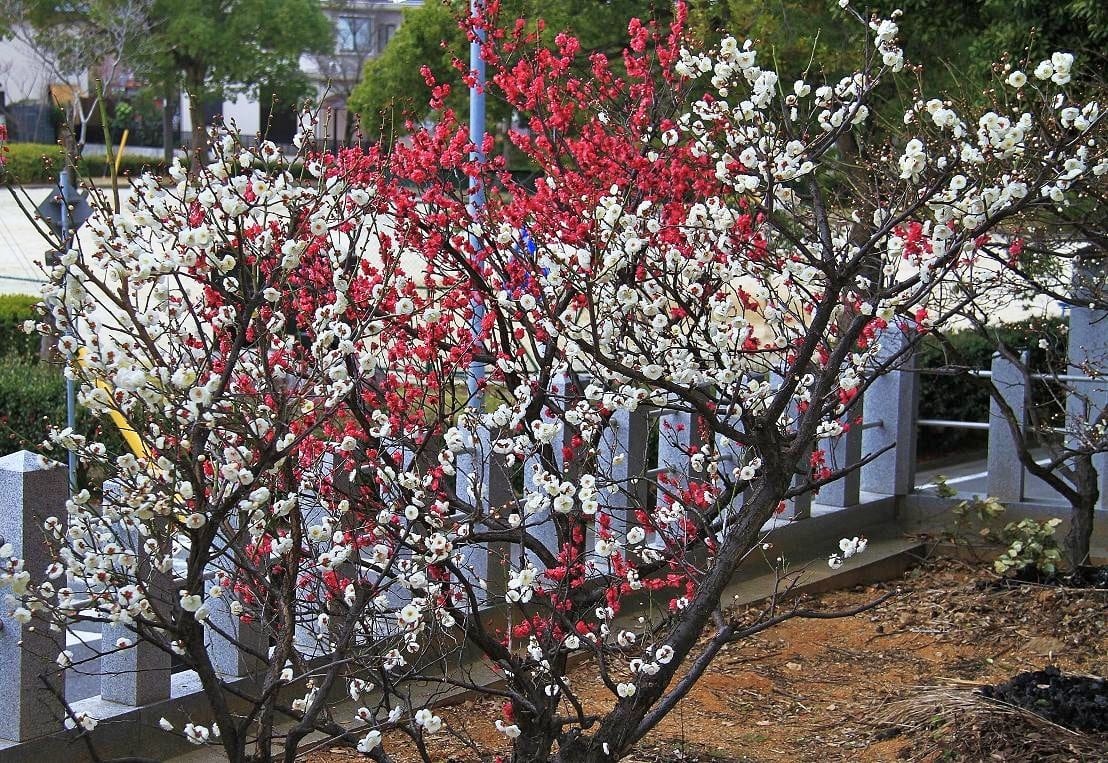 半城土天満社の梅の画像