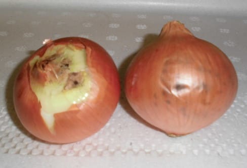 黒カビ病発生 ドライトマト ボルゲーゼ などなど 千葉で趣味の野菜作り 黒カビ病発生 ドライトマト ボルゲーゼ などなど 千葉で趣味の野菜作り