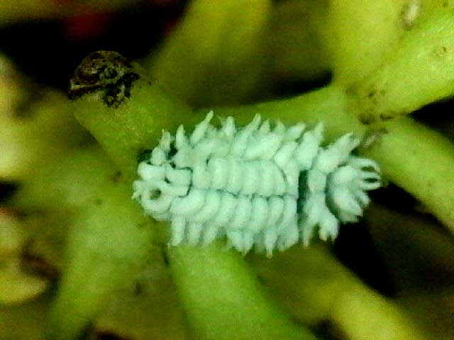 カイガラムシに擬態するクロヒメテントウムシ幼虫の拡大観察 北海道昆虫同好会ブログ