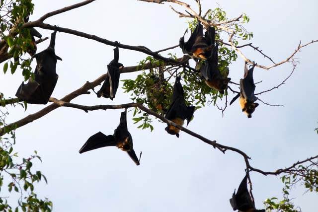 第７日目 ケアンズ番外編 大コウモリの群れ 遥かなるオーストラリア大周遊８日間 デジスコ撮影実習日誌