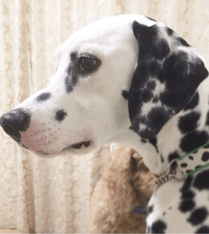 シリウスくんと近すぎる犬たち Happy Angel Hillsのルンルン日記