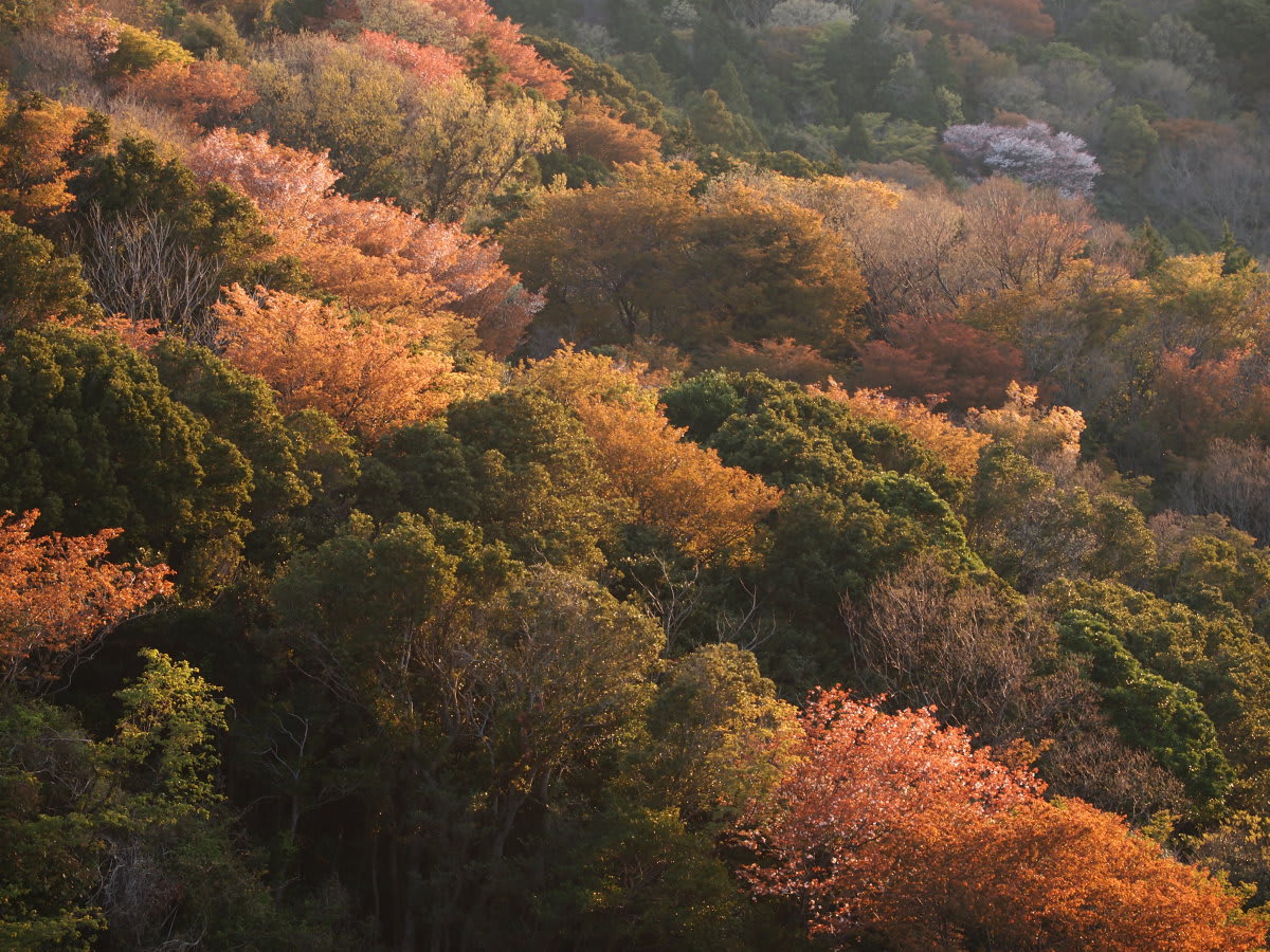 三ヶ根山　～春の紅葉～の画像