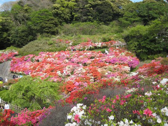 葉山町役場「花の木公園」のツツジ