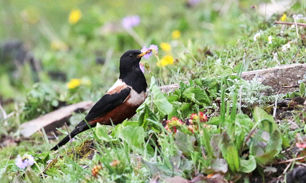 日隆にて探鳥 チャイロツグミ シロボウシカワビタキ 心のおもむくままに 鳥撮り日記