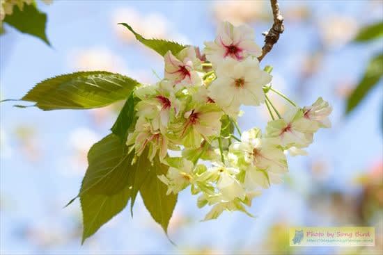 御衣黄桜の花の中心が赤くなりました 癒しろの杜 桂花園