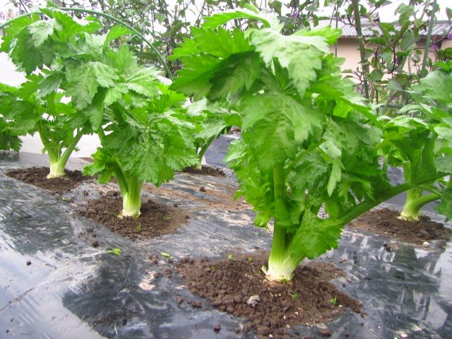 セロリの収穫 大好き 野菜の時間 セロリの収穫 大好き 野菜の時間