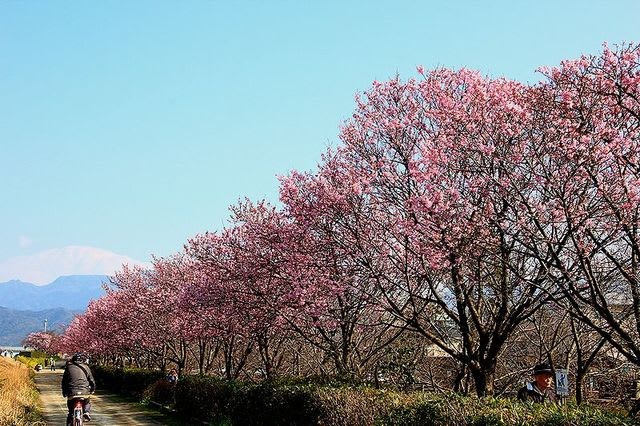 陽光桜 昨年より遅れて満開 砥部町 ｅｅｋの紀行 春夏秋冬