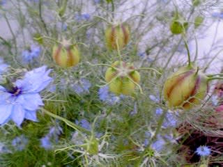 ニゲラ クロタネソウ カラマツの下の花畑