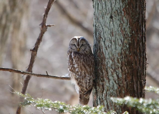 フクロウ Ural Owl Strix Uralensis フクロウの生息する高原 清里より