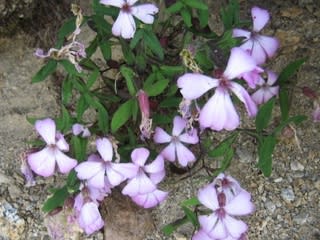 2 可憐な高山植物 のブログ記事一覧 2ページ目 比企山歩人の山日記