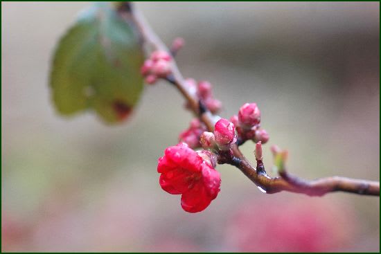 雨に濡れたボケの花　１