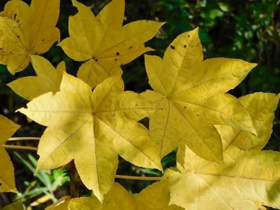 林の中にハリギリの黄色い葉が 多摩の自然 写真散歩