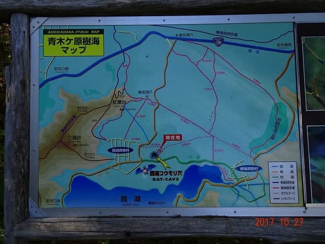 好天に恵まれて 青木ヶ原樹海周遊 ウマさんの気ままな行動日記 その2 好天に恵まれて 青木ヶ原樹海周遊 ウマさんの気ままな行動日記 その2