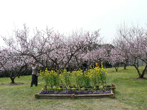 アーモンド園