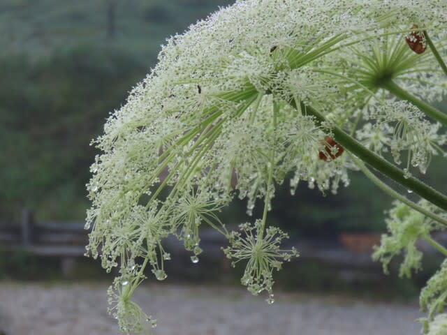 鉢伏山荘管理棟前のシシウド(猪独活