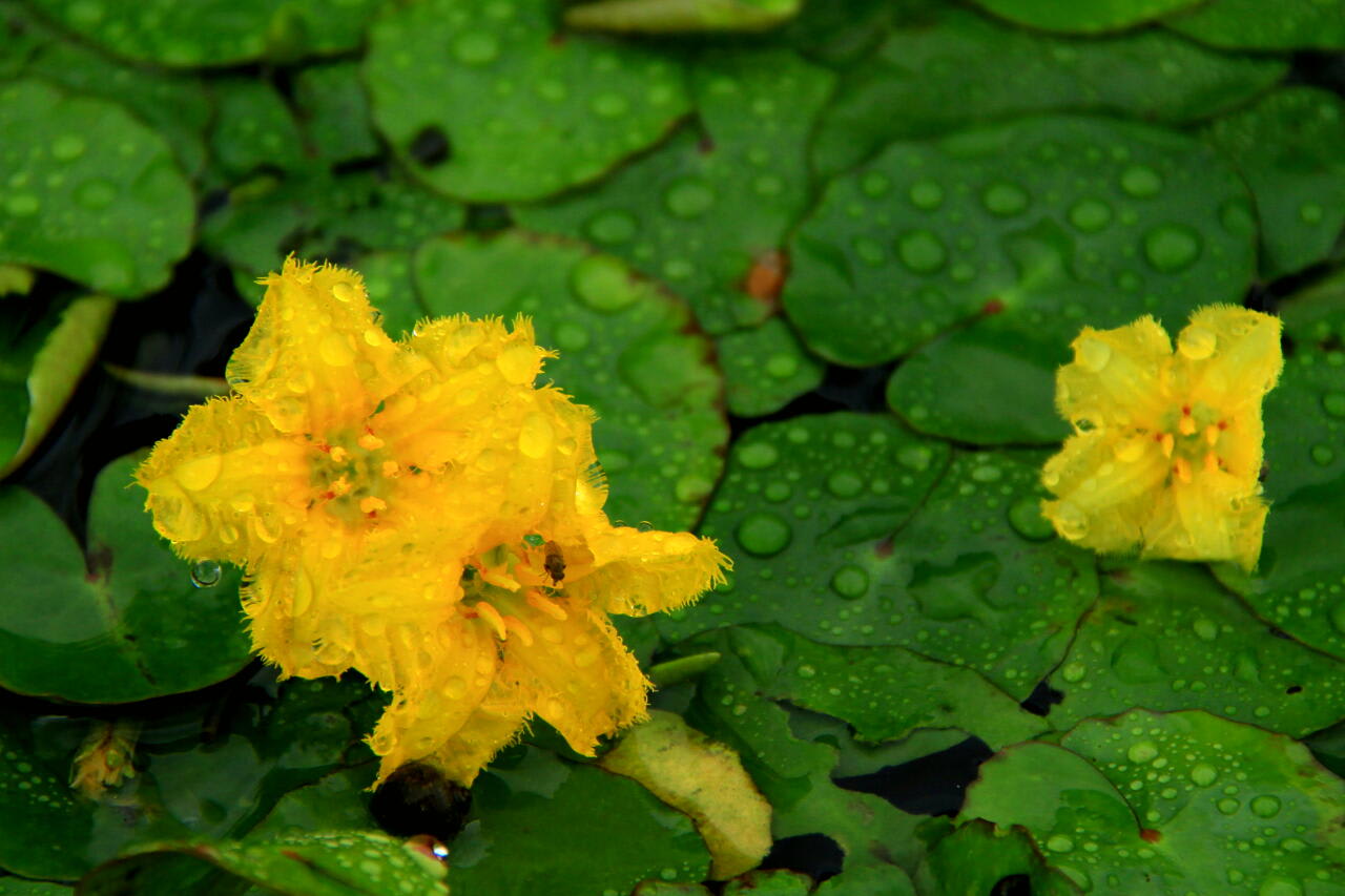 アサザの花の画像