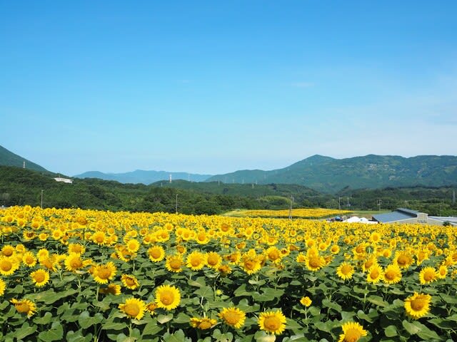 愛媛 絶景 10万本のひまわり畑 旅 ふ る Tabi Full 愛媛 絶景 10万本のひまわり畑 旅 ふ る Tabi Full