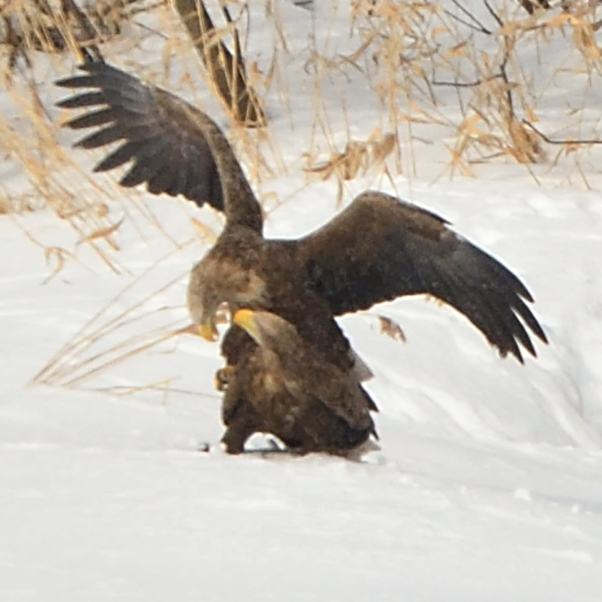 モエレのオジロワシ 1 28 1月の交尾 さくらと一郎 鳥とパイプと日本酒のおっさんメモ