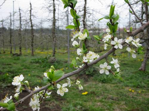 桜柳さん バッタンキュウ 空見日和 旧名 空見たことか
