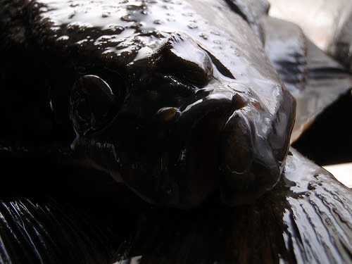 カワガレイ 皮 を取ったら普通のカレイ へたのヨコ釣り北海道日誌