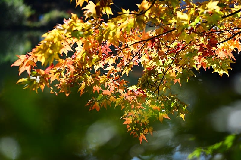 蓼科湖畔のもみじの紅葉が見頃に 信州諏訪発気まぐれ親父のブログ