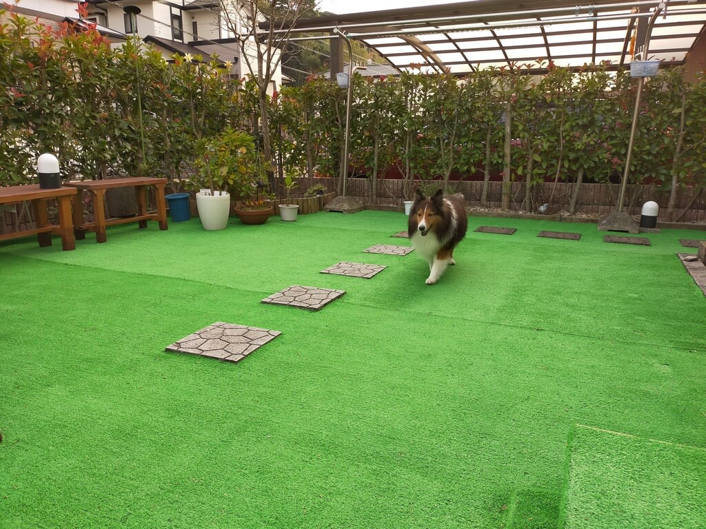 小次郎の生活ー ドッグラン ー こたじろうのブログ 太郎 初代 小太郎 二代 次郎 三代 小次郎 四代 ー 小次郎の生活ー ドッグラン ー こたじろうのブログ 太郎 初代 小太郎 二代 次郎 三代 小次郎 四代 ー