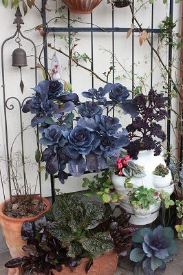 ３年目になった踊りハボタン 小さな庭の小さな幸せ チャッピーのバラ庭より