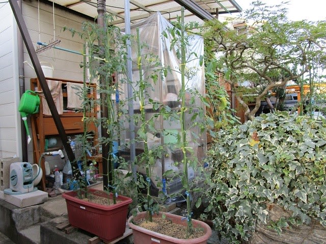 8月15日 ミニトマト脇芽からの苗育っています ビギナーの家庭菜園