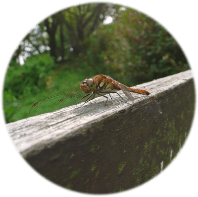 12年8月のブログ記事一覧 2ページ目 箱根神社 九頭龍神社 の社務日誌から 12年8月のブログ記事一覧 2ページ目 箱根神社 九頭龍神社 の社務日誌から
