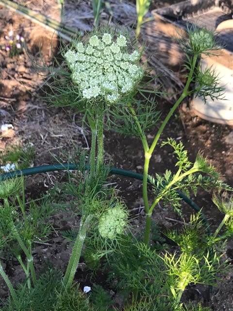 にんじんの花 まるこめ夫人日記