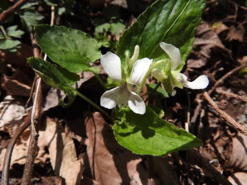 高ボッチ高原・鉢伏山で最近咲いている花　ヒカゲスミレ（日陰菫）