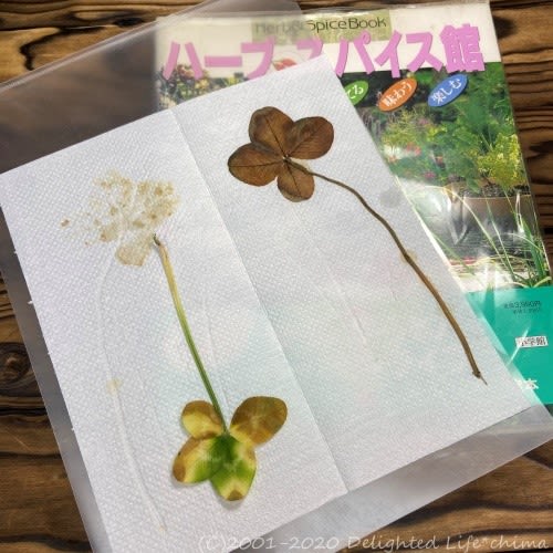 31,999円天然 露地…四つ葉のクローバーとお花の押し花 絵葉書