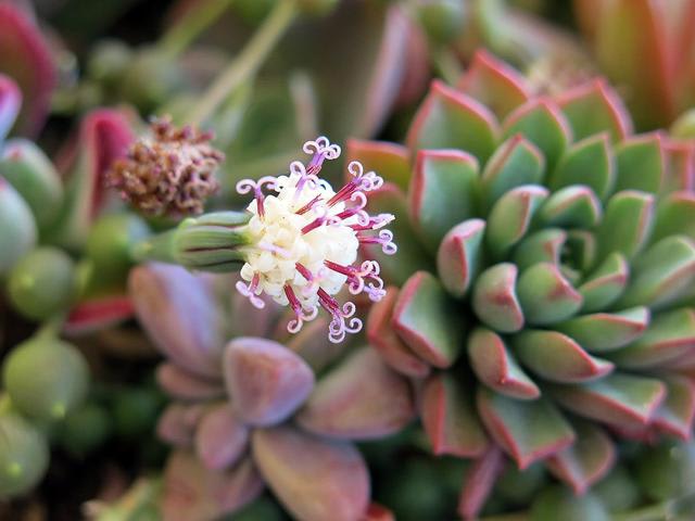 タニクショクブツ　寄せ植え