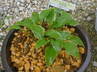 venusta