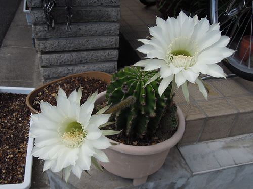 純白の花が月下美人に似ている サボテンの花 Kikoがスタート