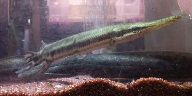 トロピカルジャイアントガー約22cm 熱帯魚店モンスターアクアリウム 川口店 買取販売情報 トロピカルジャイアントガー約22cm 熱帯魚店モンスターアクアリウム 川口店 買取販売情報