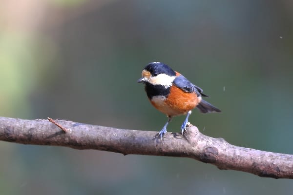 鳥の正面顔は面白い ポジティブでいこう