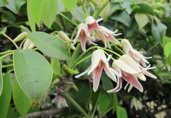 ムベ 郁子 の花 田中君的日常