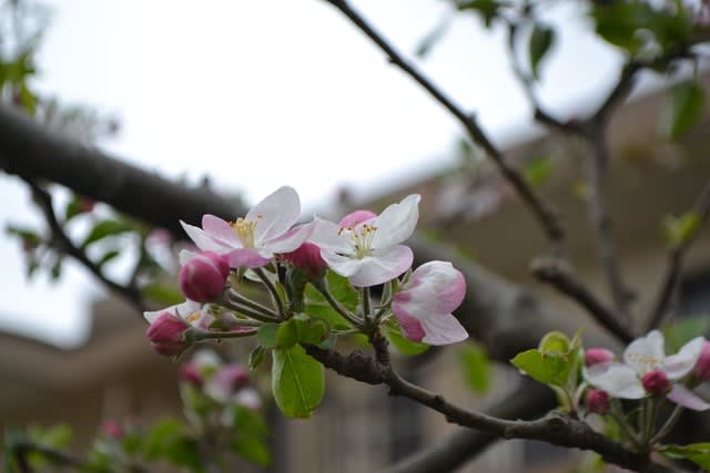 リンゴの花 ビオラ ピンクラビット 黄モッコウバラの花 花に癒されて