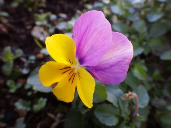 パンジー 可憐な姿を愛でられるこの花は2月9日の誕生花 Aiグッチ のつぶやき パンジー 可憐な姿を愛でられるこの花は2月9日の誕生花 Aiグッチ のつぶやき