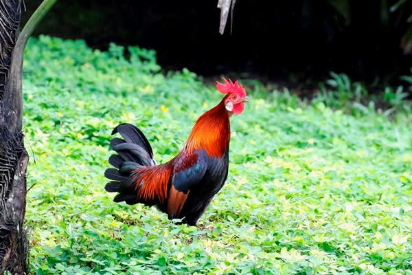 セキショクヤケイ 赤色野鶏 あなたに会いたくて 野鳥探索日記