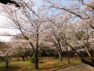 桜１