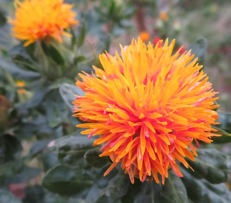 紅を作る紅花 山形県の花として定められ東京で咲いているのを見て感激ですね 和太鼓とｂ級 C級 グルメ物語 東京 メタボリックシンドロームも気になる なりますよ ネェ 発