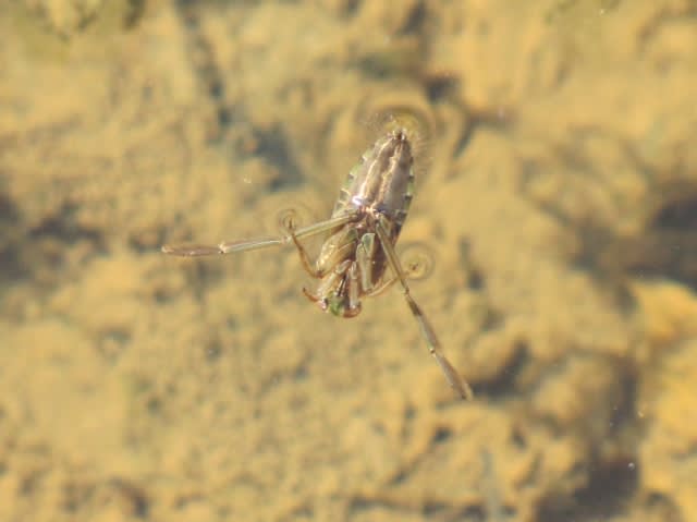 今日も土用の丑の日攻防の結末など・・・珍客？クワガタはどこ？カブトムシクワガタ雪の上のオオスズメバチヒメカマキリ（卵鞘）キアシナガバチ（越冬）イラガ（繭）