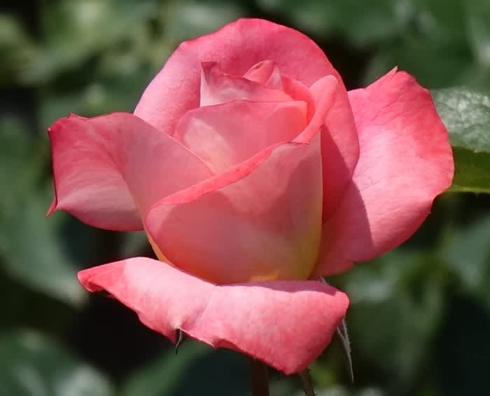 バラ フラワーガール 神代植物公園のばら園 都内散歩 散歩と写真