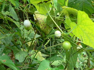スズメウリ 雀瓜 の白い実 Peaの植物図鑑